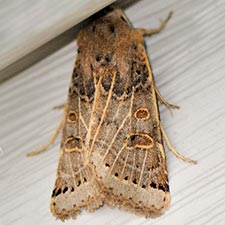 Agrochola lunosa