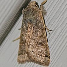 Agrochola lunosa