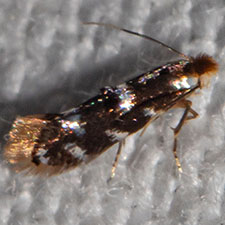 Bucculatrix callistricha