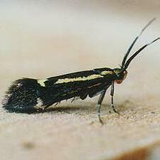 Esperia sulphurella