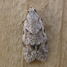 Symmoca signatella