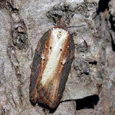 Acleris pulverosana