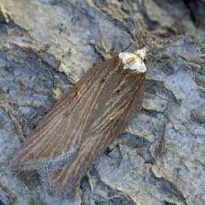Acleris pulverosana