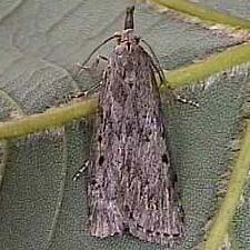 Aphomia sociella