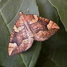 Eulithis populata