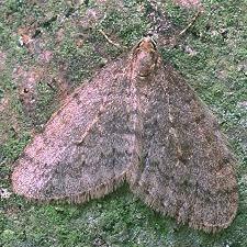 Operophtera brumata