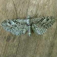 Eupithecia interruptofasciata