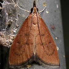 Oenobotys texanalis