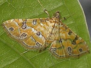 Ommatospila narcaeusalis