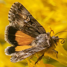 Sympistis mirificalis