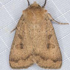 Xestia cinerascens