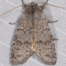 Lithophane tephrina