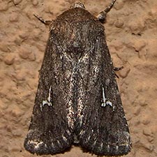 Tricholita chipeta