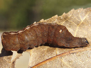 Elaphria nucicolora