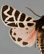 Apantesis nevadensis