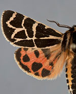 Apantesis nevadensis