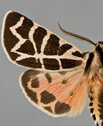 Apantesis nevadensis