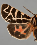 Apantesis nevadensis