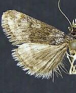 Loxostege ephippialis