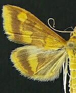 Pyrausta onythesalis