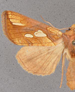 Plusia festucae