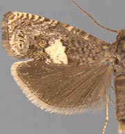 Epiblema sticticana