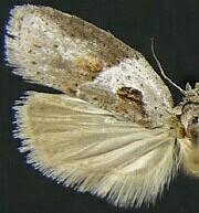Acleris maculidorsana