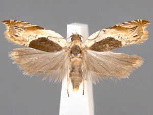 Ancylis spiraeifoliana