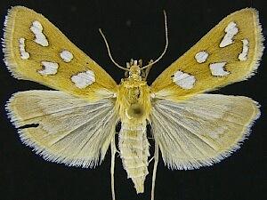 Diastictis sperryorum
