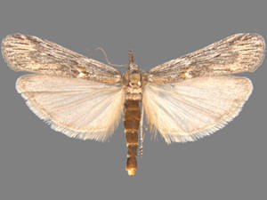Seeboldia incanella