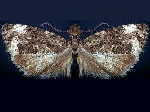 Endothenia heinrichi