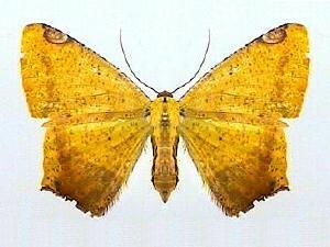 Nepheloleuca politia