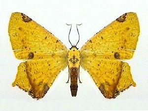 Nepheloleuca politia