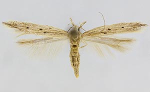 Isophrictis trimaculella