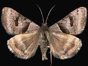 Caenurgina erechtea