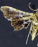 Diasemiodes eudamidasalis