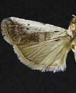 Acrobasis tumidulella