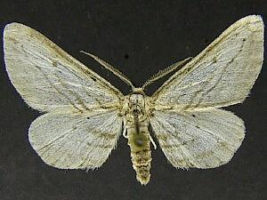 Nepterotaea ozarkensis