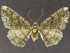 Parapheromia cassinoi