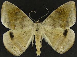 Oxydia cubana