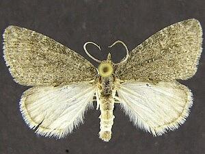 Hymenodria mediodentata