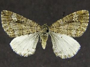 Enchoria osculata