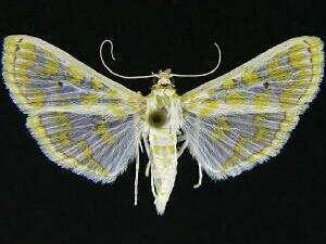 Leucochroma corope