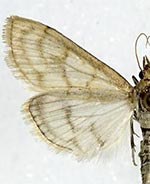 Paracorsia repandalis