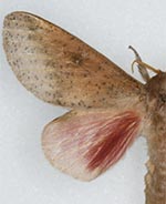 Syssphinx tamaulipasiana