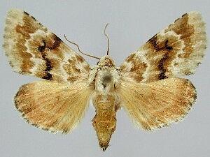 Schinia arefacta