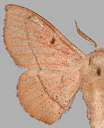 Cicinnus albarenicolus