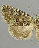 Paramiana n. spp.