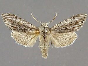 Cucullia pulla