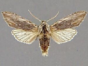 Cucullia dammersi